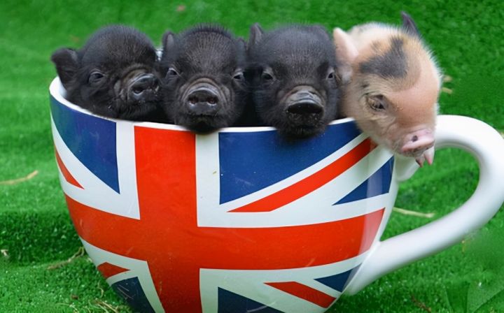 茶杯猪多少钱一只（世界上最贵的宠物猪图片分享）