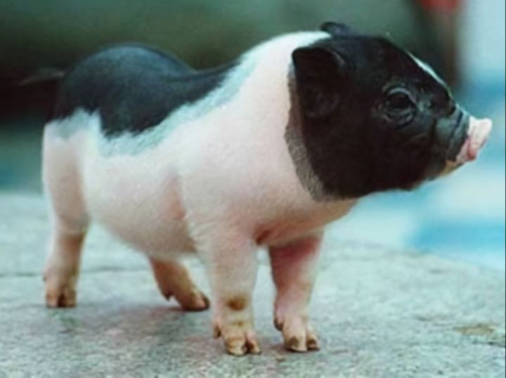茶杯猪多少钱一只（世界上最贵的宠物猪图片分享）