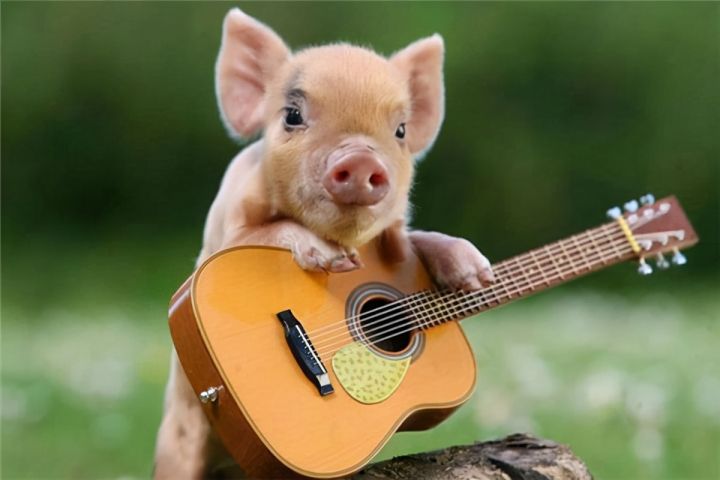 茶杯猪多少钱一只（世界上最贵的宠物猪图片分享）