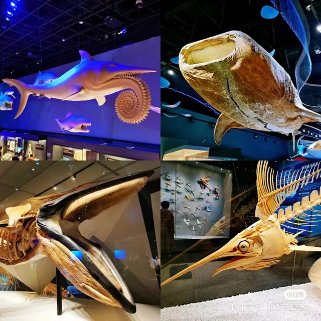 天津滨海海洋博物馆攻略(天津免费又涨知识的遛娃宝地)(2)