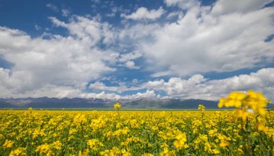 ​世界最美的花海在哪里（全球十大最漂亮花海）