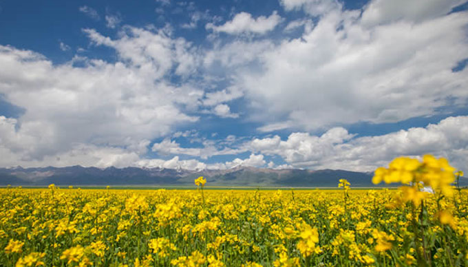 世界最美的花海在哪里（全球十大最漂亮花海）