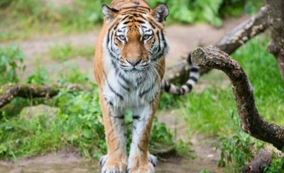 ​全国动物园哪里最好（中国动物园排行榜前十名）