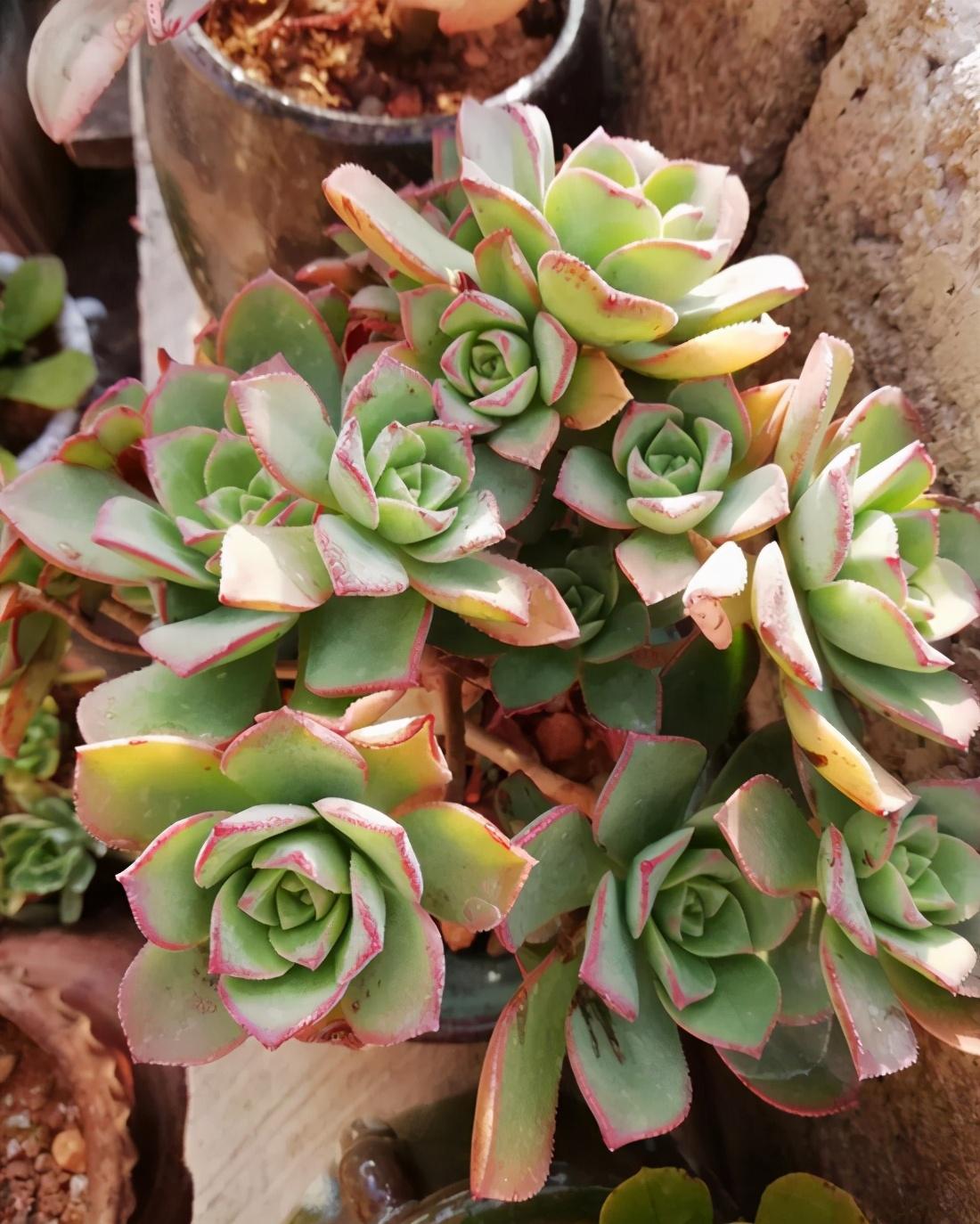 多肉长什么样有什么特点（多肉植物的特点和外形特征介绍）(图3)