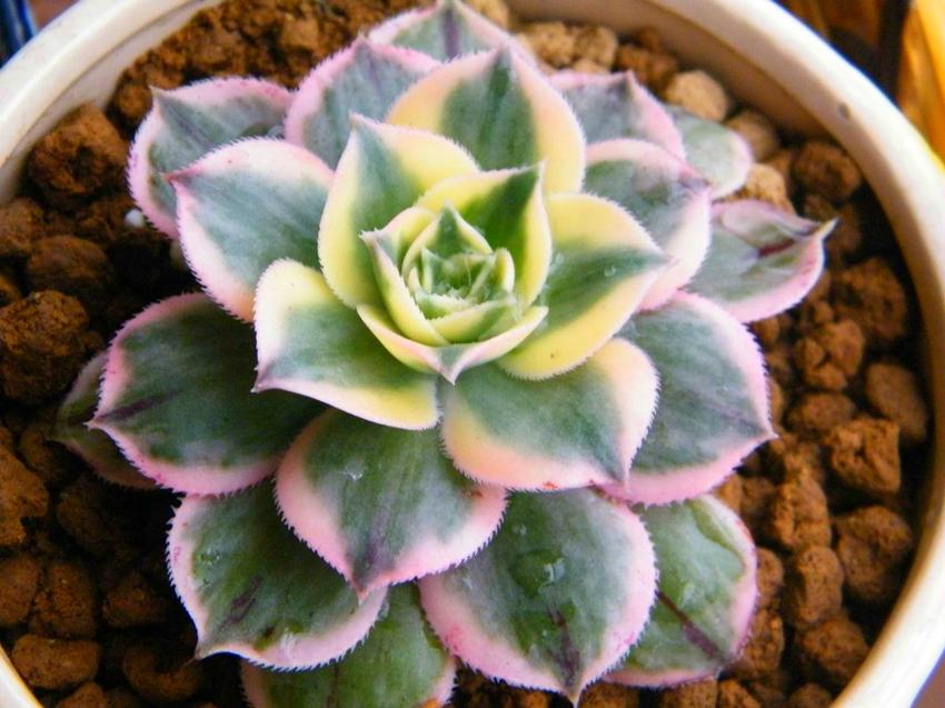 多肉长什么样有什么特点（多肉植物的特点和外形特征介绍）(图1)