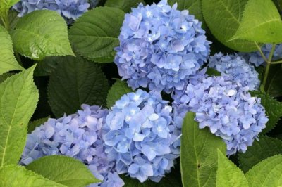 ​为啥家里不能养绣球花（家里为什么不能养绣球花）