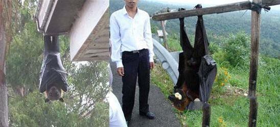 最大的蝙蝠有多大(地球上最大的巨型蝙蝠)