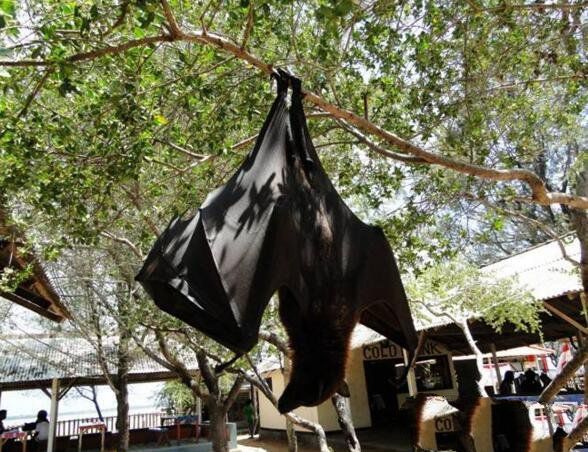 最大的蝙蝠有多大(地球上最大的巨型蝙蝠)