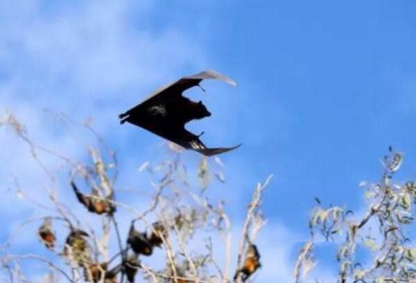 最大的蝙蝠有多大(地球上最大的巨型蝙蝠)
