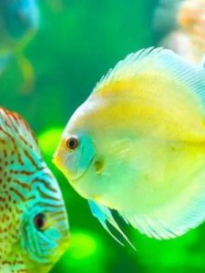 ​怎么画小鱼(鱼怎样画)