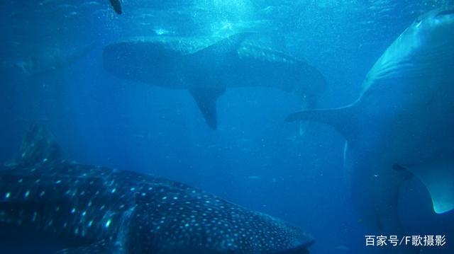 2.你需要建造很多的建筑物来保护自己不被鲨鱼攻击。