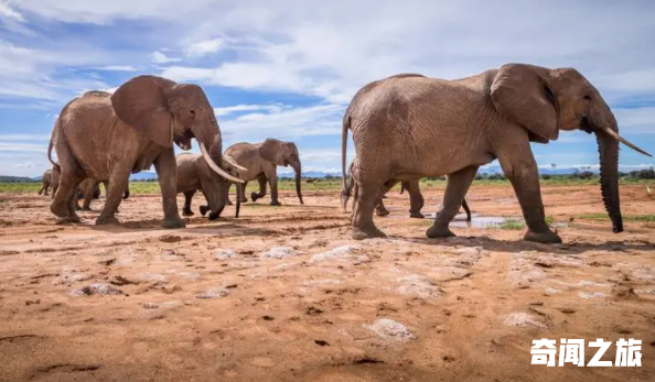 群居动物有哪些（什么动物是群居动物）(2)_