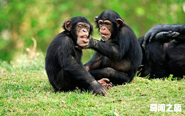 群居动物有哪些（什么动物是群居动物）(6)_