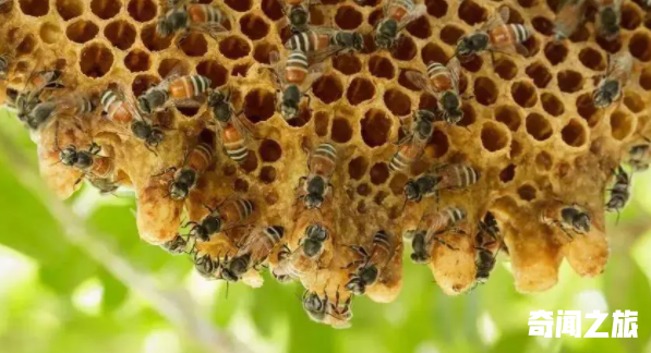 群居动物有哪些（什么动物是群居动物）(4)_