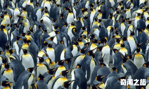 群居动物有哪些（什么动物是群居动物）(5)_