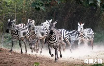 群居动物有哪些(什么动物是群居动物)