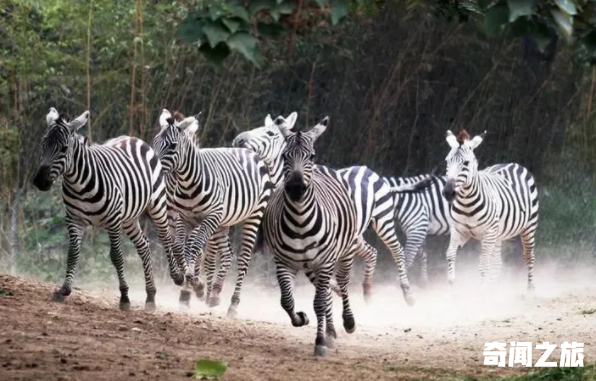群居动物有哪些（什么动物是群居动物）(1)_