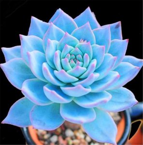 ​最美的6种“蓝色多肉”，清冷高贵仙气飘飘，秋天展现最美状态