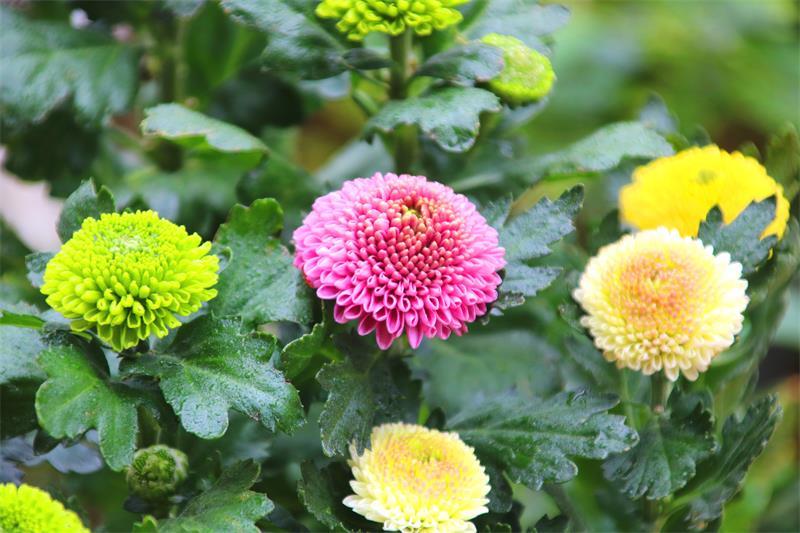 孝南区是哪个省哪个市的(孝南区属于哪个市)