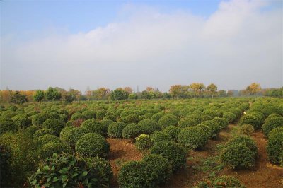 ​孝南区是哪个省哪个市的(孝南区属于哪个市)