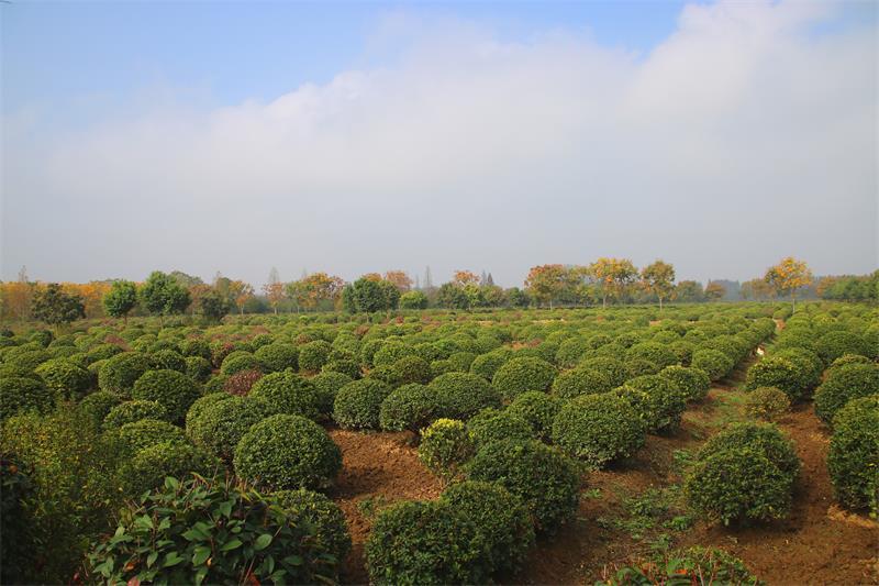 孝南区是哪个省哪个市的(孝南区属于哪个市)