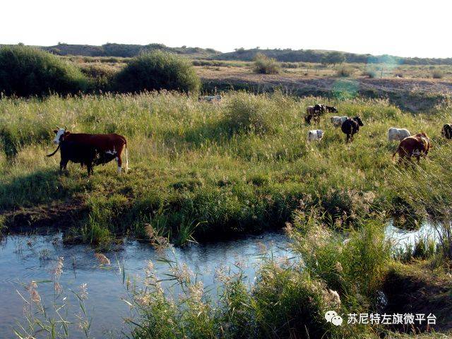 苏尼特左旗属于哪个市哪个省(苏尼特左旗属于哪个市)
