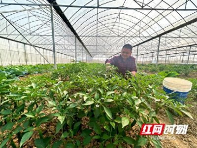 乡村追梦人丨彭伟:梦想接力,80后乡贤回乡种田记