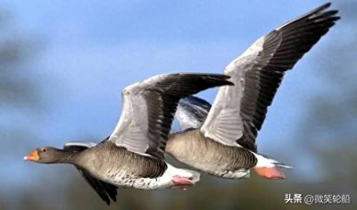 ​看了鸨鸟怎么交配，才知道古代青楼的老板娘，为何叫“老鸨”！