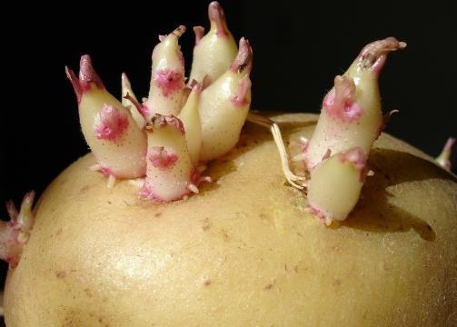 土豆刚冒出一点小芽的能吃吗（土豆发了一点芽切掉还能吃吗）(图3)