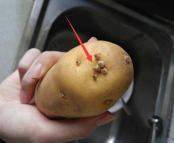 土豆刚冒出一点小芽的能吃吗（土豆发了一点芽切掉还能吃吗）(图2)