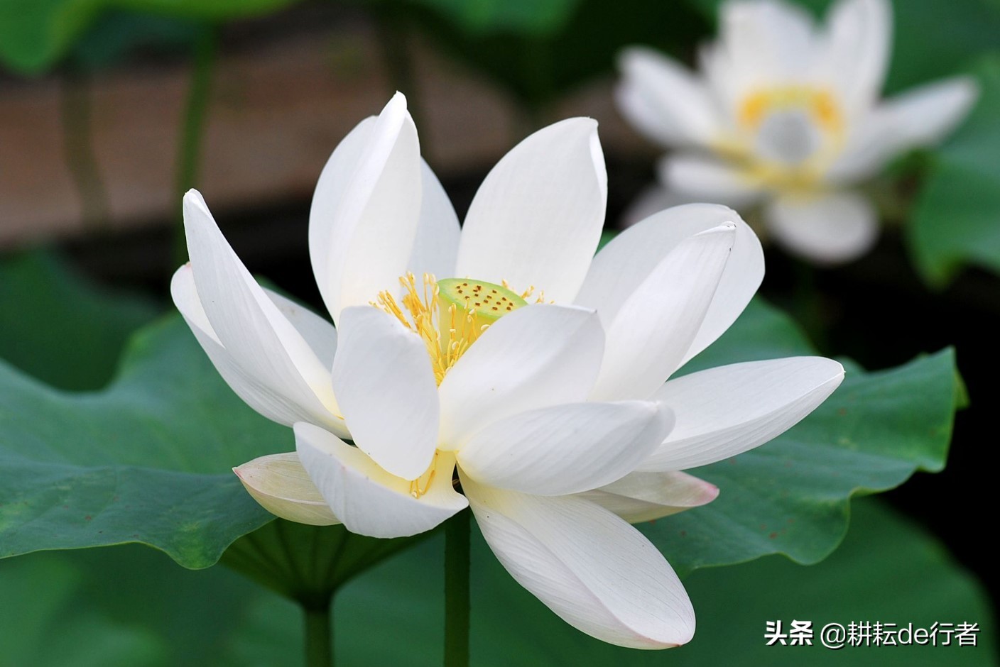 澳门花是什么花（中国各省市区标志性花介绍）