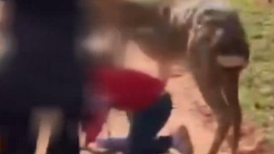 ​广州一公园有小鹿踩踏儿童？园区紧急辟谣