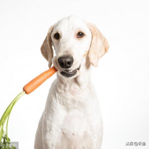 ​狗狗营养餐最简单做法