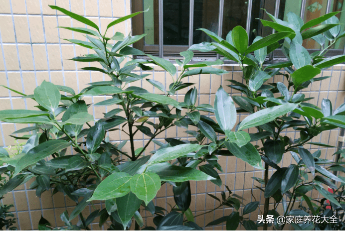 平安树干枯还能救活吗(平安树怎么救活)