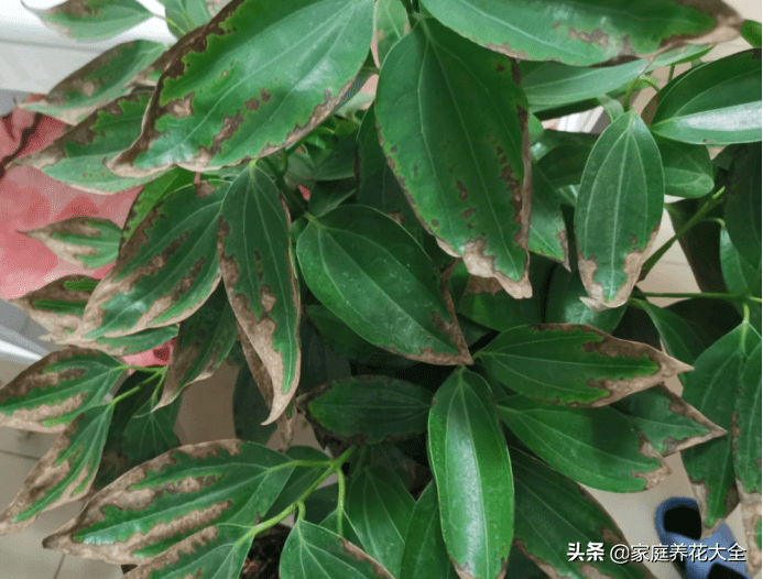 平安树干枯还能救活吗(平安树怎么救活)