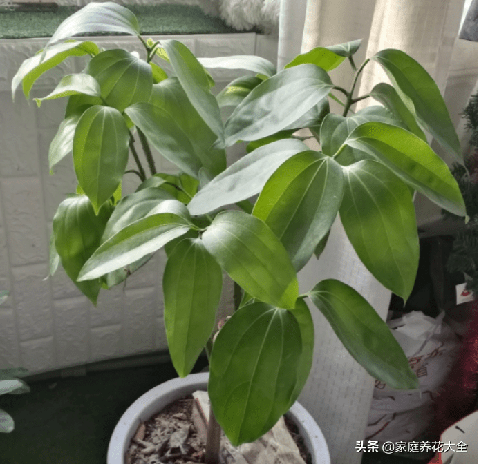 平安树干枯还能救活吗(平安树怎么救活)