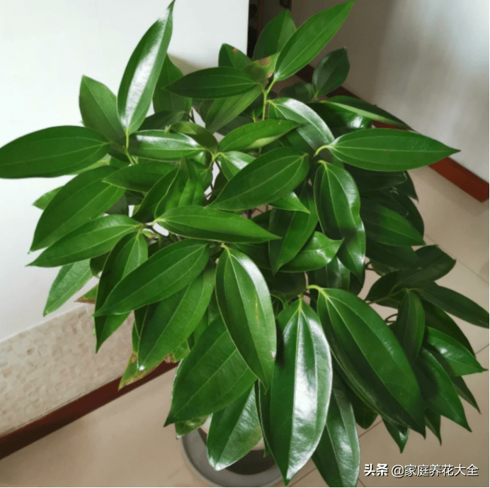 平安树干枯还能救活吗(平安树怎么救活)