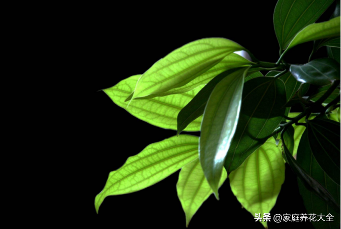 平安树干枯还能救活吗(平安树怎么救活)