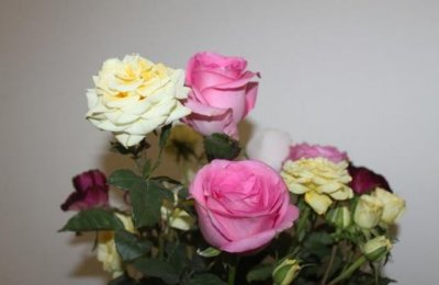 ​一张图说明蔷薇和玫瑰的区别