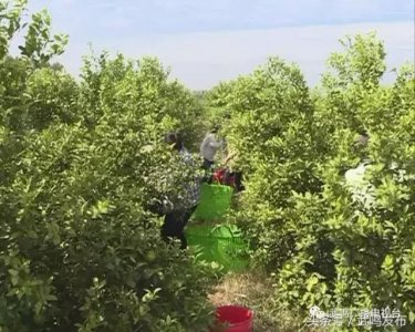 ​武鸣区：皇帝柑上市了