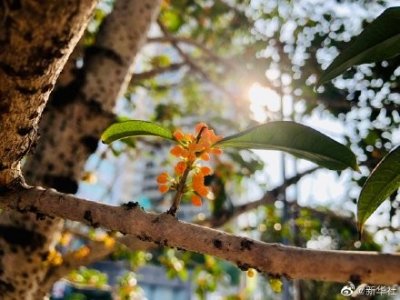 ​重庆桂花今年开了两次吗？