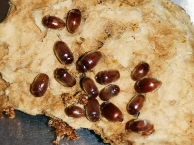 ​床上经常出现棕褐色的小虫子(床上的小虫棕色一捏就碎)