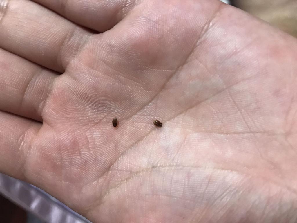 床上经常出现棕褐色的小虫子(床上的小虫棕色一捏就碎)