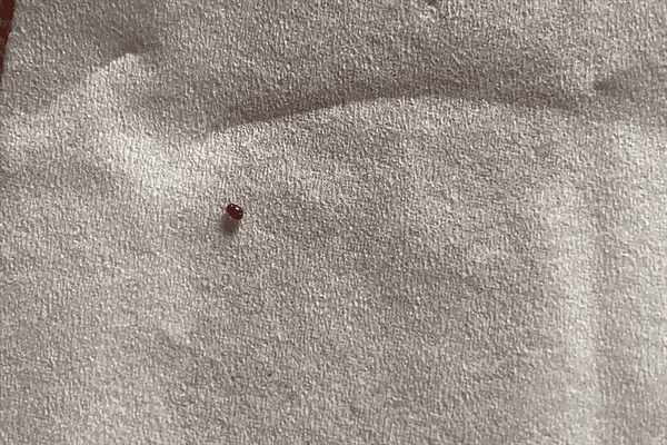 床上经常出现棕褐色的小虫子(床上的小虫棕色一捏就碎)