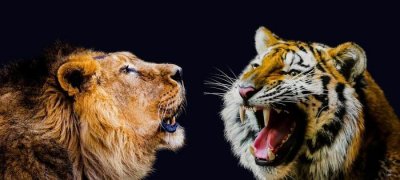 ​为什么有人说老虎打不过狮子,当东北虎遇上非洲狮,谁更胜一筹