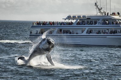 ​鲸虱有多难缠？比藤壶更不讲道理，一头鲸鱼身上可达10万只