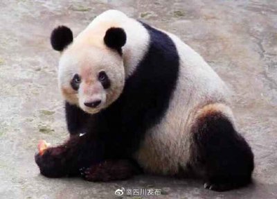 ​38岁全球最长寿圈养大熊猫去世