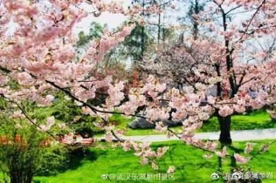 ​东湖磨山樱花园3月14日正式开园啦，赏花去！