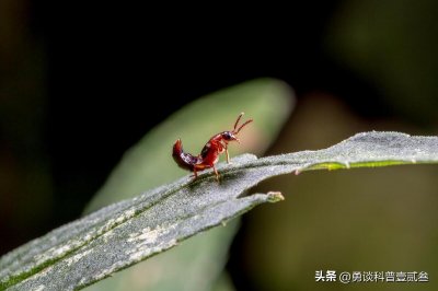 ​怎么判断是不是被隐翅虫咬了(隐翅虫咬了的初期症状)