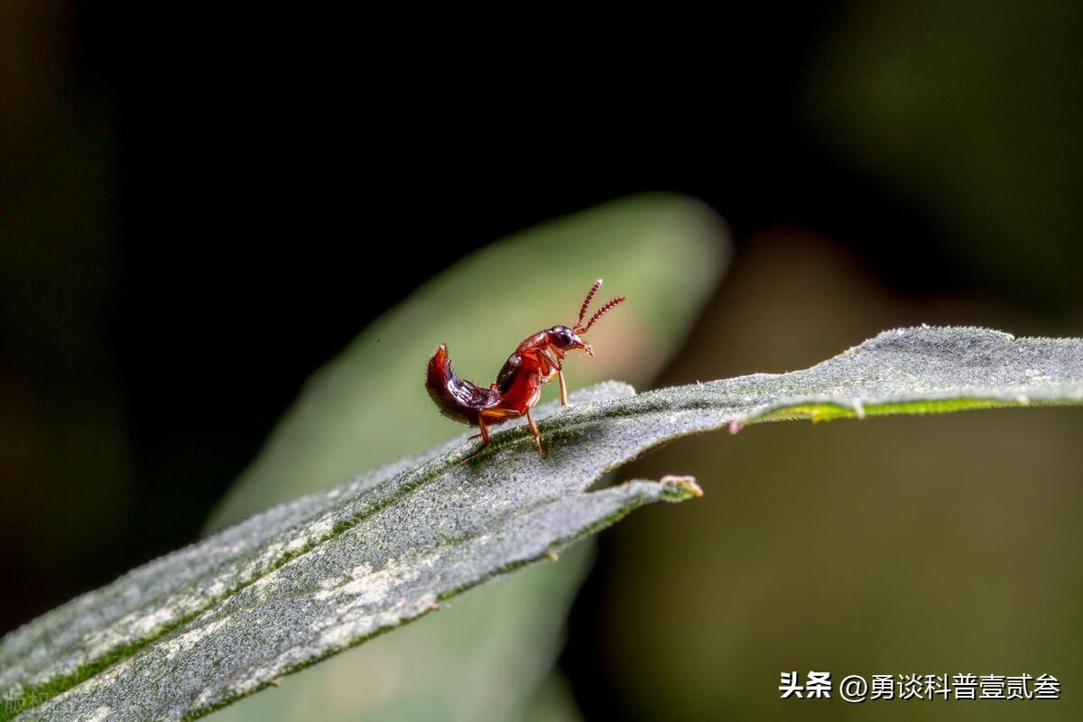 怎么判断是不是被隐翅虫咬了(隐翅虫咬了的初期症状)